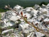 Asperula lipskyana. Генеративные побеги с соплодиями. Краснодарский край, Абинский р-н, окр. станицы Шапсугская, мергелевый карьер. 18.08.2013.