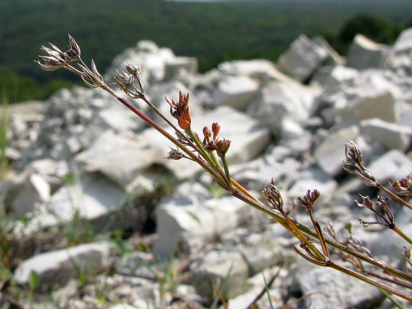 Image of Asperula lipskyana specimen.