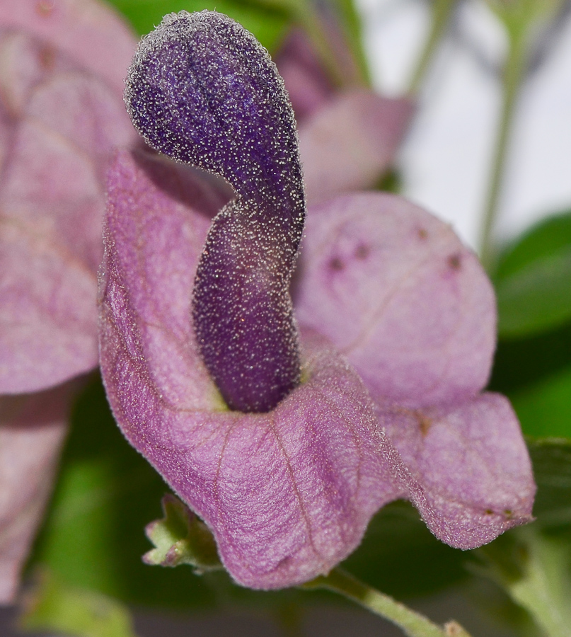 Изображение особи Karomia speciosa.