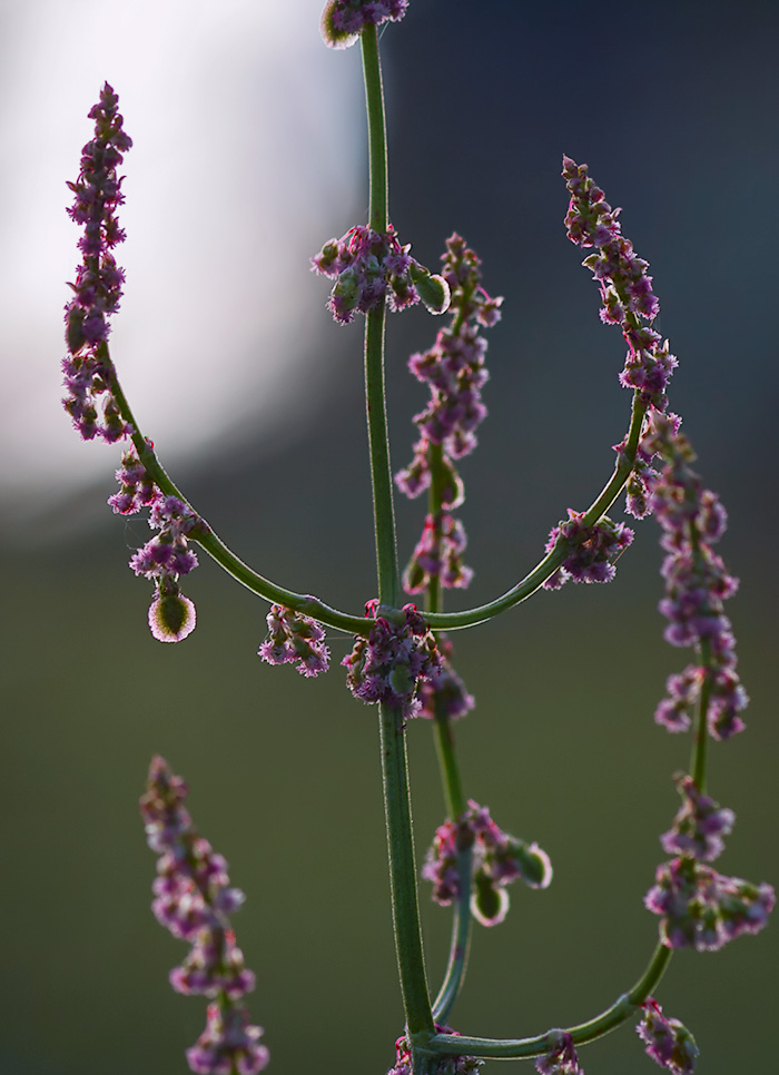 Image of Rumex acetosa specimen.