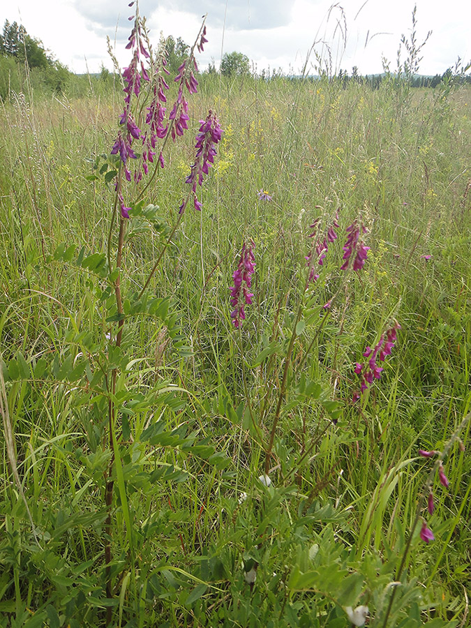 Изображение особи Hedysarum alpinum.