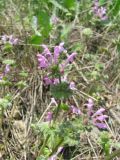 Lamium amplexicaule