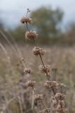 Salvia verticillata. Верхушка побега с соплодиями. Ленинградская обл., Волосовский р-н, окр. дер. Донцо, суходольный луг на известняке. 29.09.2013.