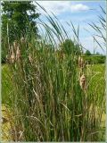 Typha angustifolia. Прибрежные заросли. Нижегородская обл., Пильнинский р-н, окр. с. Наваты, оз. Малый Нават. 25 июня 2009 г.