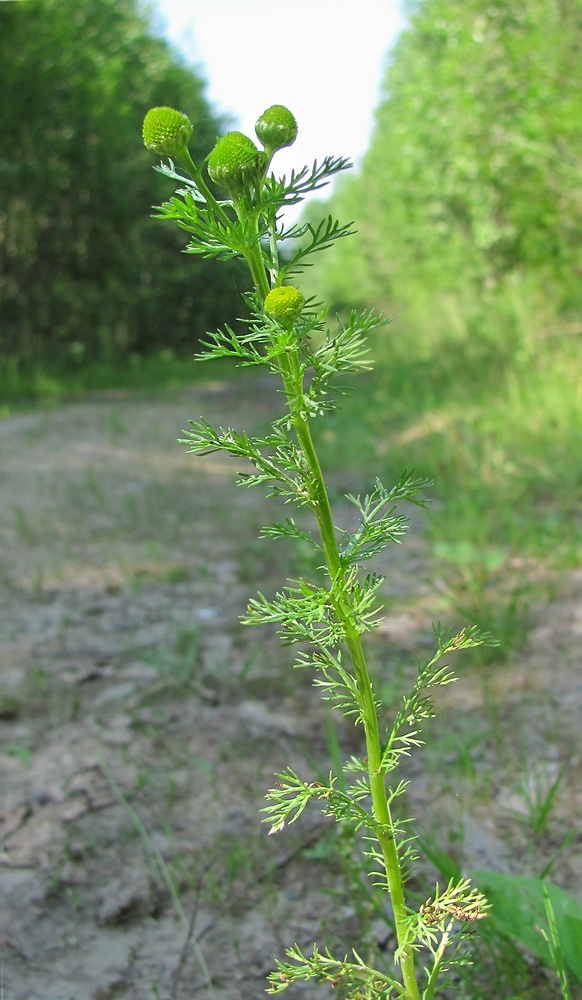 Image of Matricaria discoidea specimen.