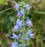 Echium vulgare