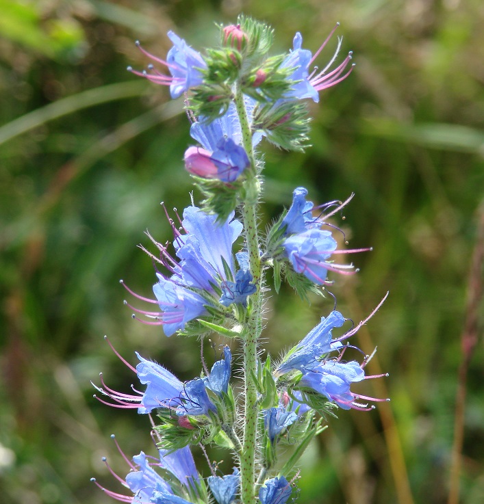 Изображение особи Echium vulgare.