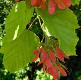 Acer tataricum