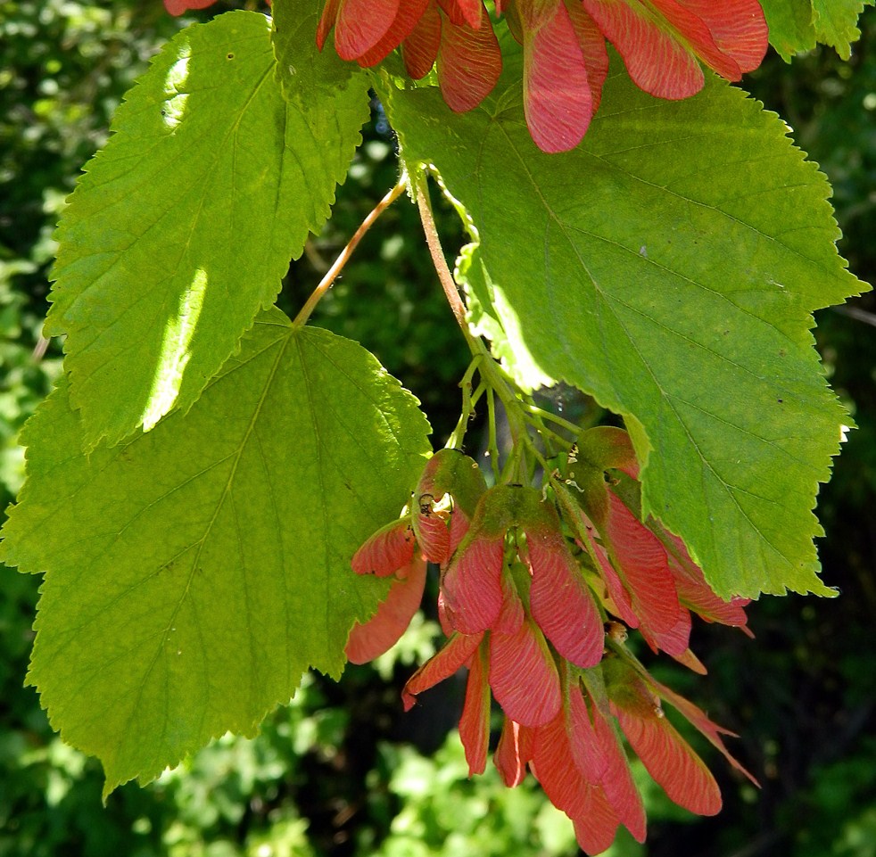 Изображение особи Acer tataricum.