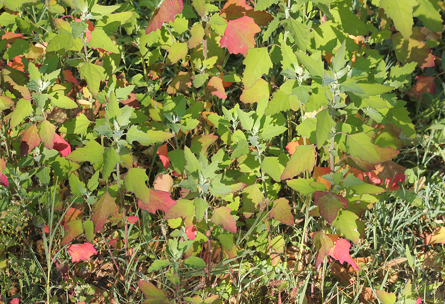 Изображение особи Chenopodium album.