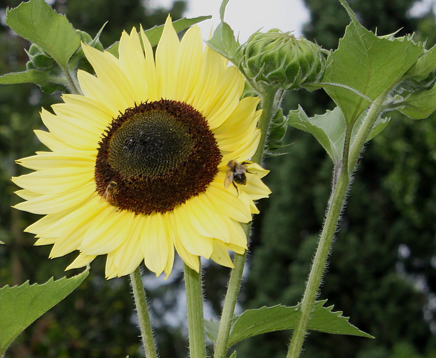Image of Helianthus annuus specimen.