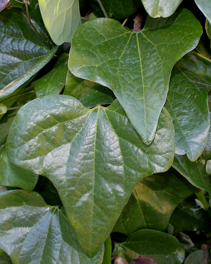 Изображение особи Aristolochia kaempferi.