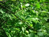 Malus prunifolia
