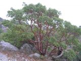 Arbutus andrachne