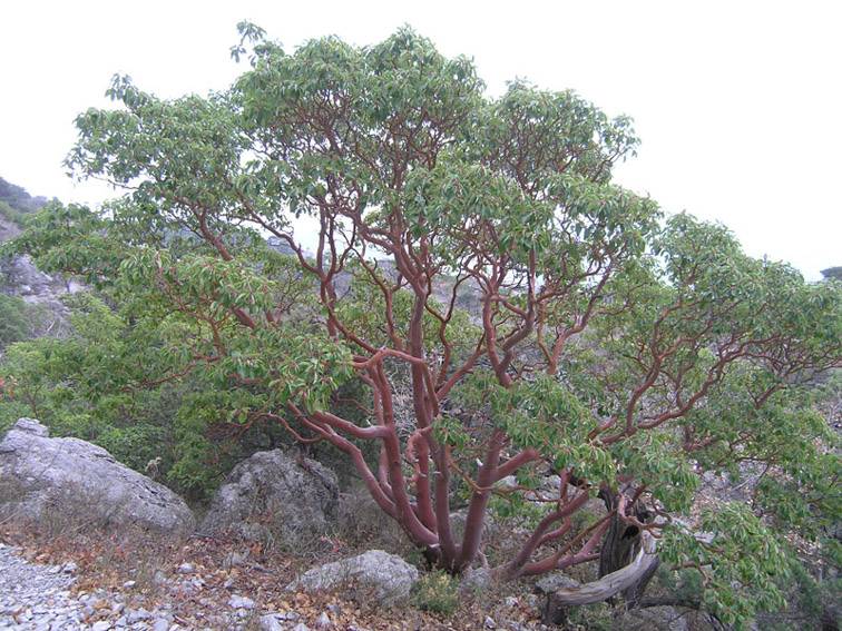 Image of Arbutus andrachne specimen.