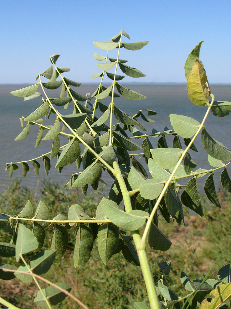 Image of Glycyrrhiza glabra specimen.