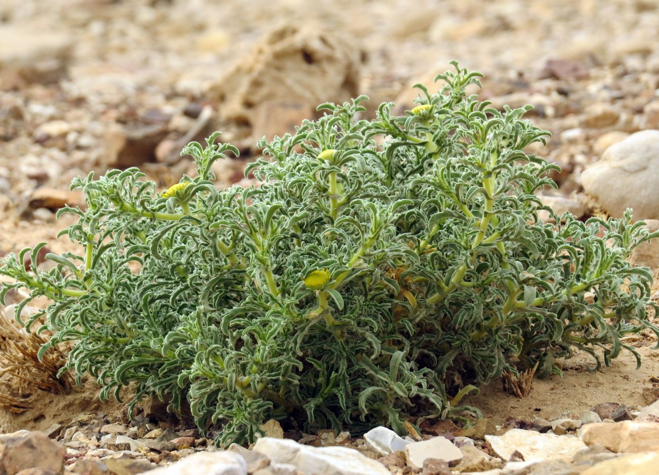 Изображение особи Asteriscus graveolens.