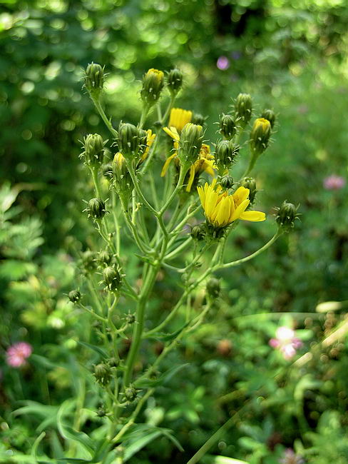 Изображение особи Hieracium umbellatum.