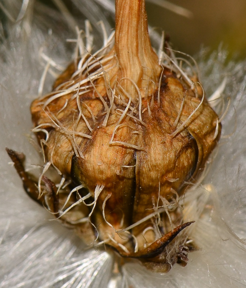 Изображение особи Urospermum picroides.