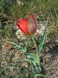 Tulipa suaveolens. Цветущее растение. Крым, окр. Феодосии, Лисья бухта, степной склон. 30 марта 2014 г.