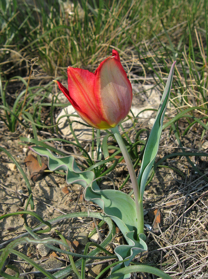 Изображение особи Tulipa suaveolens.