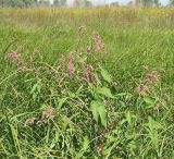 Persicaria maculosa