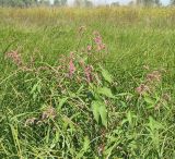 Persicaria maculosa. Цветущее растение. Восточный Казахстан, Уланский р-н, окр. с. Украинка. 16.08.2005.