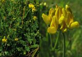 Lotus uliginosus. Цветущее растение на сыром ситниковом лугу и соцветие. Нидерланды, окрестности Гронингена. Июль 2006 г.
