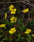 Potentilla humifusa. Цветки. Курская обл., юг Кореневского р-на, ур. Карякин яр, степь на плакоре. 20.04.2014.