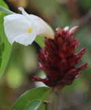 Hellenia speciosa. Верхушка цветущего растения. Таиланд, провинция Краби, национальный парк Као Сок. 16.12.2013.