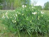 Lathyrus multijugus