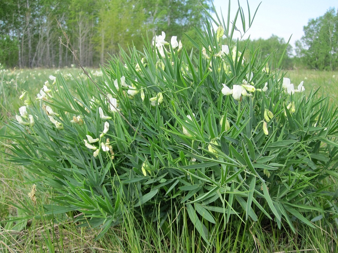 Изображение особи Lathyrus multijugus.