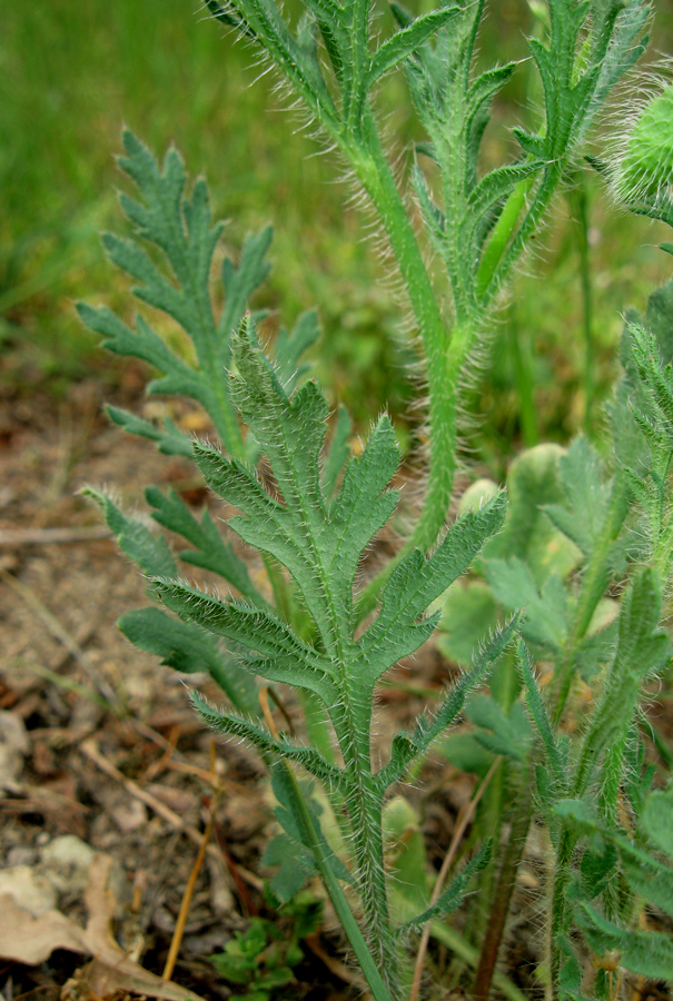 Изображение особи Papaver stevenianum.