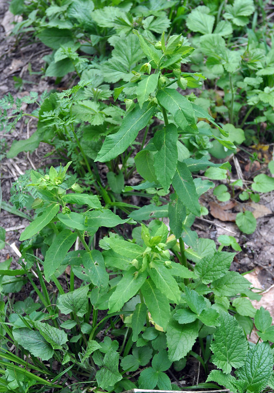 Image of Euphorbia squamosa specimen.