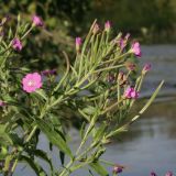 View full-size image Epilobium hirsutum