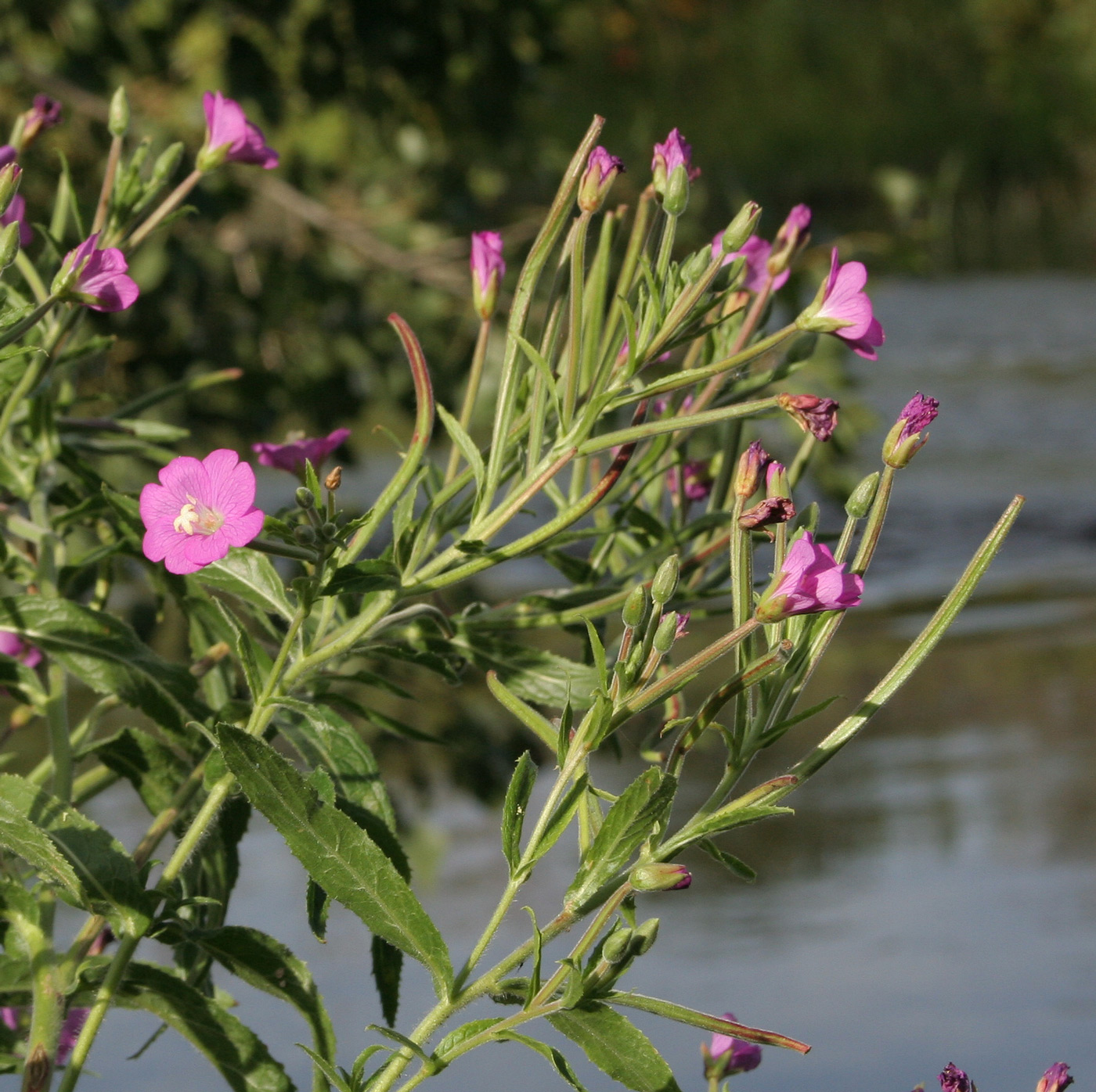 Изображение особи Epilobium hirsutum.