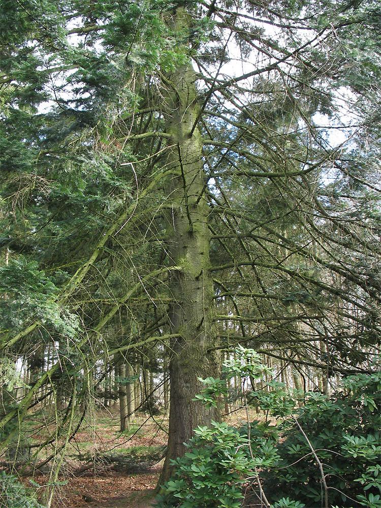 Image of Abies grandis specimen.