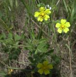 Potentilla recta. Верхушка цветущего растения. Белгородская обл., Губкинский р-н, запов. \"Белогорье\", \"Ямская степь\". 14 июня 2009 г.