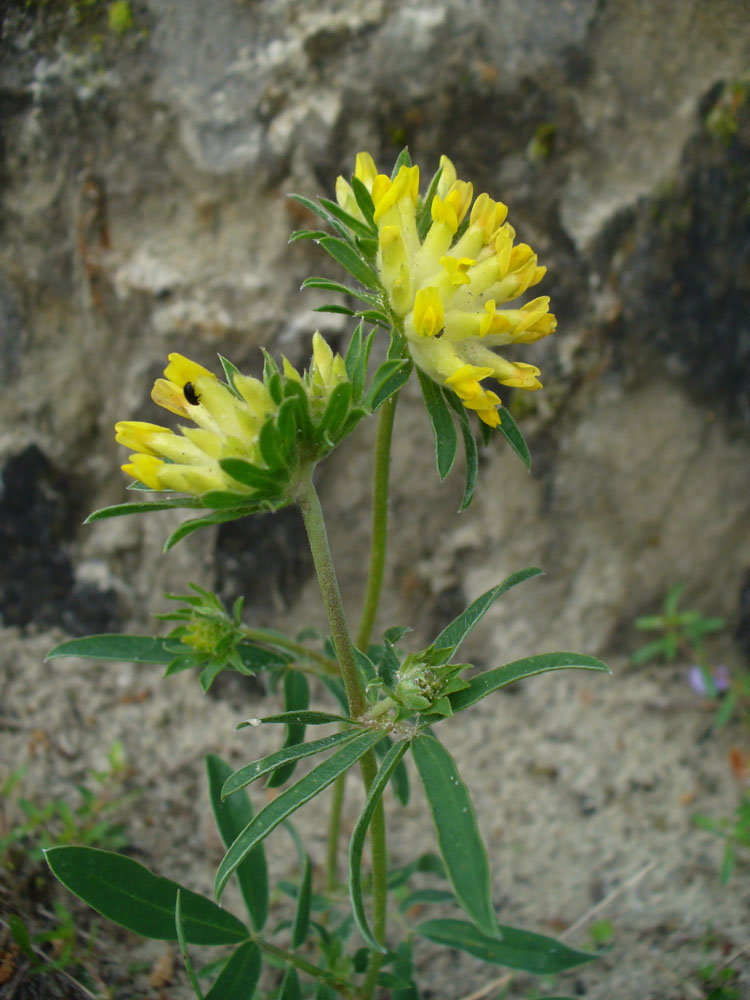 Изображение особи Anthyllis macrocephala.