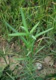 Lactuca saligna