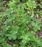 Astrantia major. Листья. Германия, г. Дюссельдорф, Ботанический сад университета. 02.06.2014.