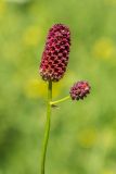 Sanguisorba officinalis