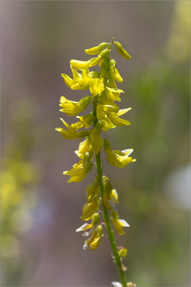 Изображение особи Melilotus officinalis.