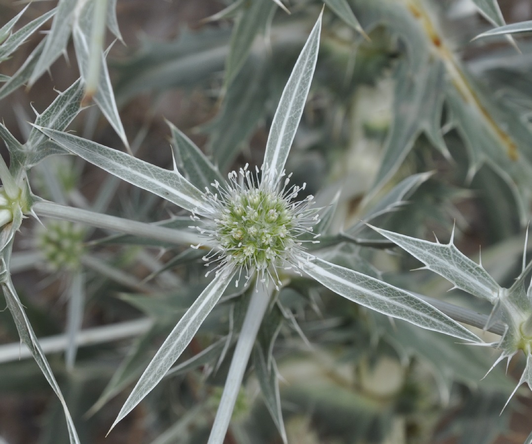 Изображение особи Eryngium creticum.