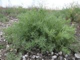 Suaeda prostrata