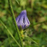 Cichorium intybus. Распускающееся соцветие. Приморский край, Уссурийский р-н, окр. с. Монакино, обочина просёлочной дороги. 18.07.2014.