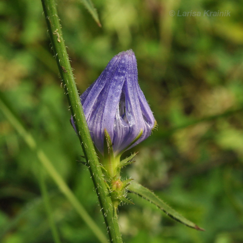 Image of Cichorium intybus specimen.