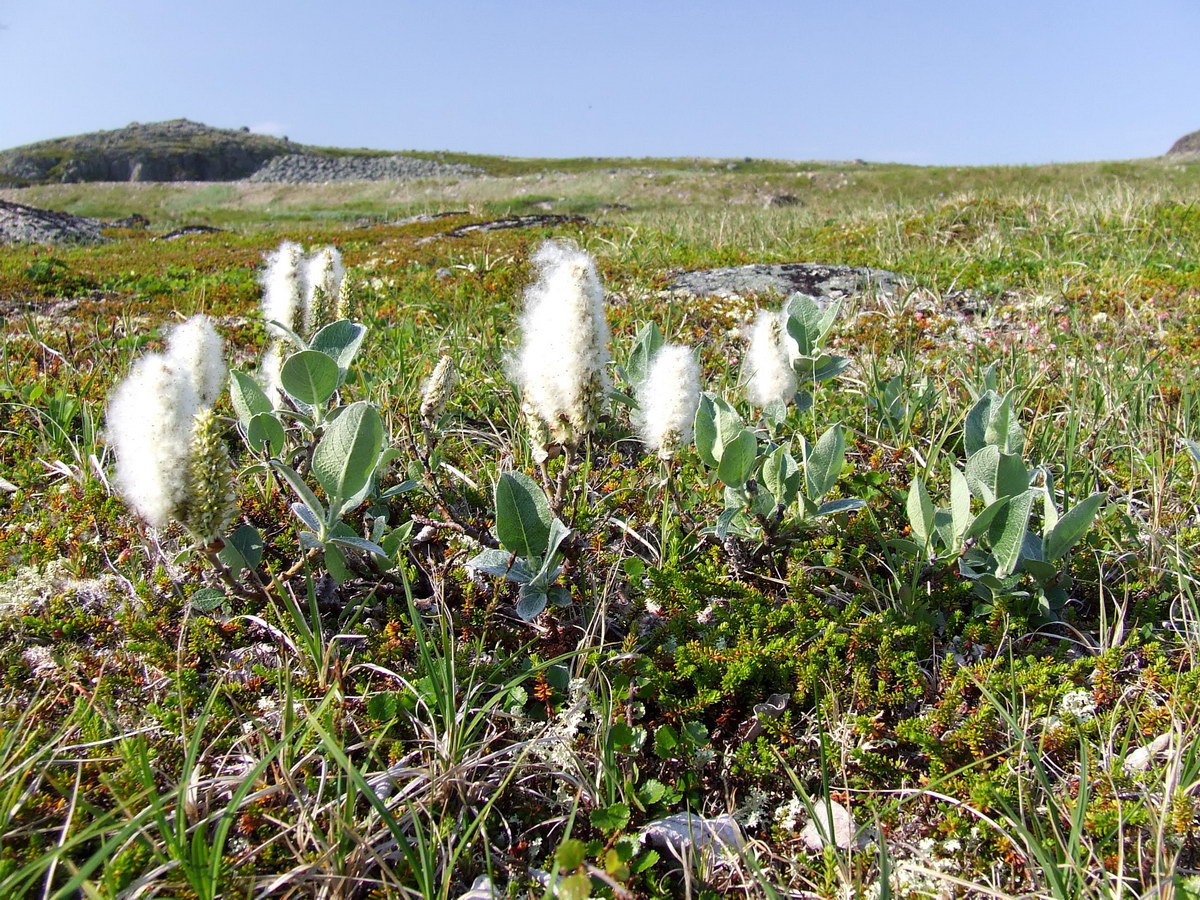 Image of Salix lanata specimen.