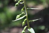 Epipactis papillosa