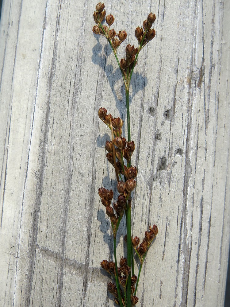 Изображение особи Juncus compressus.
